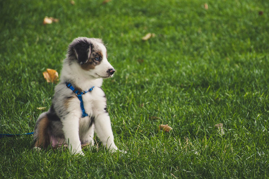 Training A Puppy: The Simple Guide